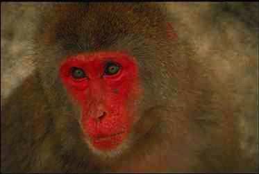 Apa1-Japanese Monkey-face closeup.jpg