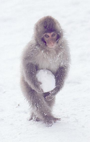 dh Japanese Macaque Snowball Mitsuaki-Iwago.JPG