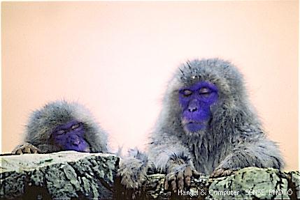 HNC-animal14-Japanese Macaques-2 Sleepy Monkeys.jpg