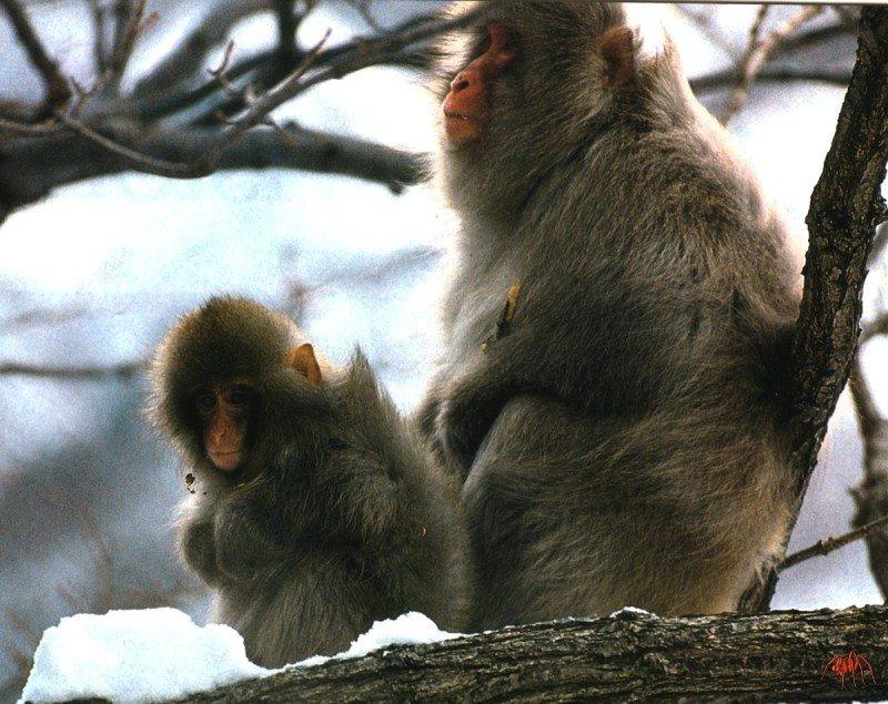 japanese macaque (macaca fuscata).jpg