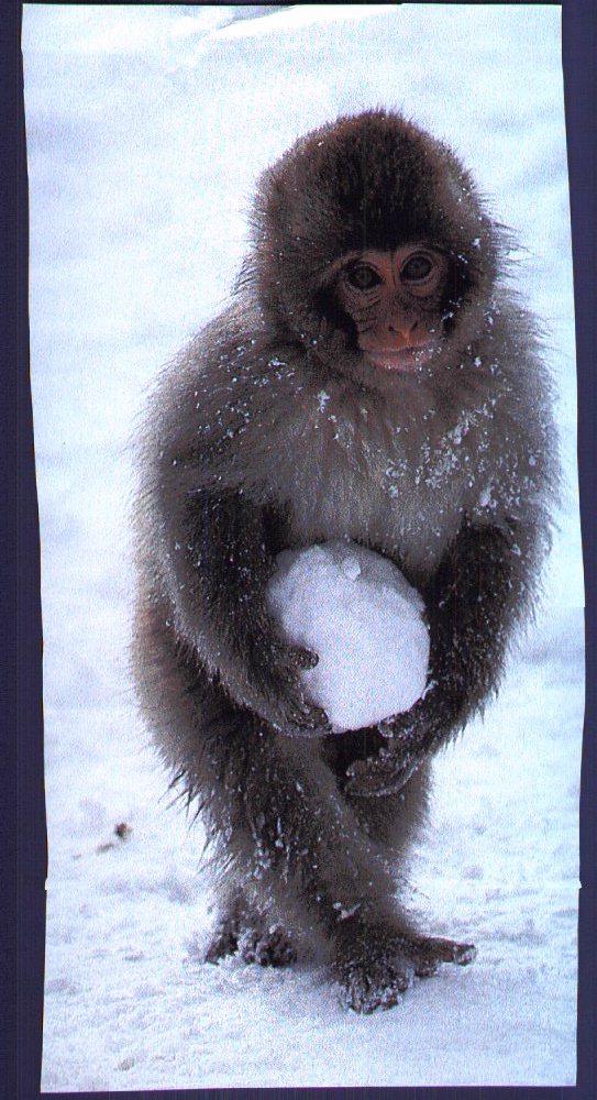 Japanese Monkey-SnowBall.jpg
