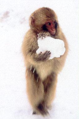 lj Baby Japanese Snow Monkey Holding Snowball.jpg