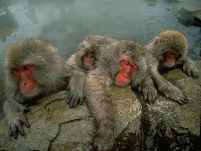 S095217-Japanese Macaques-or-Snow Monkeys-family in hot spring.jpg