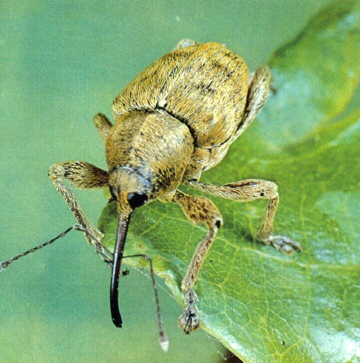 acbi9913-Acorn Weevil Beetle-Leaf Edge.jpg