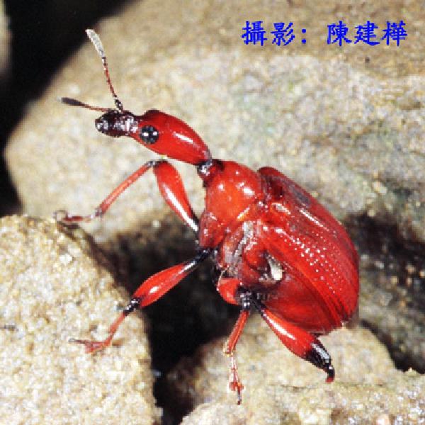 LeoPhoto-an-a14-Formosan Red Leaf Rolling Weevil.jpg