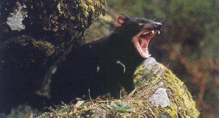 lj Tasmanian Devil.jpg