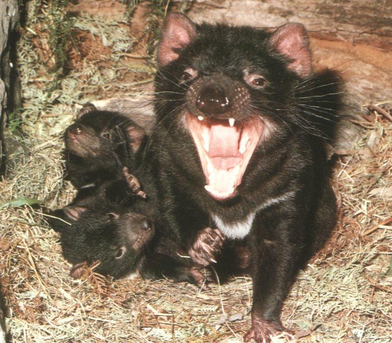 Tasmanian Devil 01.jpg