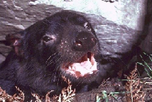 Tasmanian Devil 256-Face Closeup.jpg
