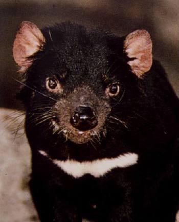 Tasmanian Devil-Cute Face.jpg