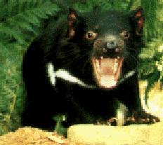Tasmanian Devil-Roaring.jpg