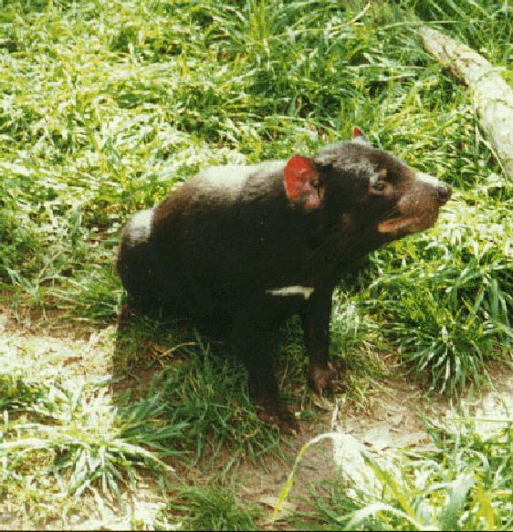 Tasmanian Devil-Sitting On Grassfield.jpg