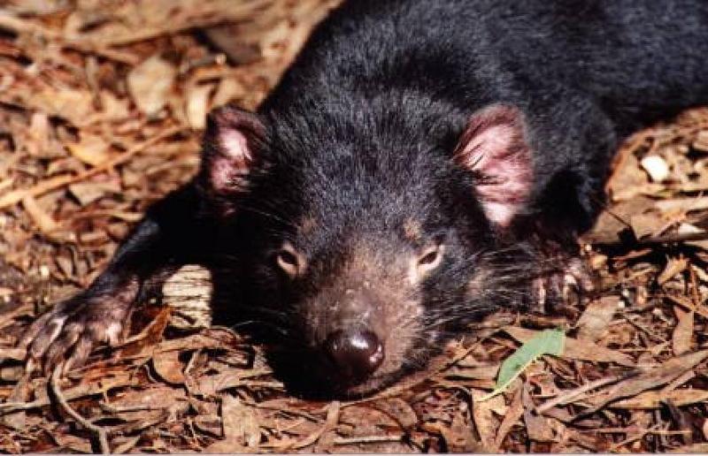 taz1-Tasmanian Devil-Sleepy.jpg