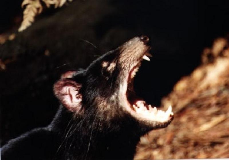 taz2-Tasmanian Devil-Roaring.jpg