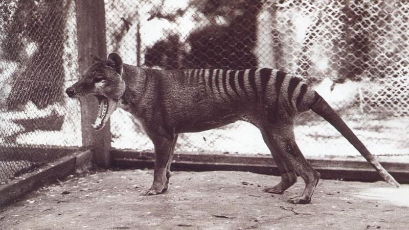 Tasmanian Tiger Photo David Fleay 1933 oz.jpg