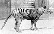 Thylacine-Tasmanian Wolf.gif
