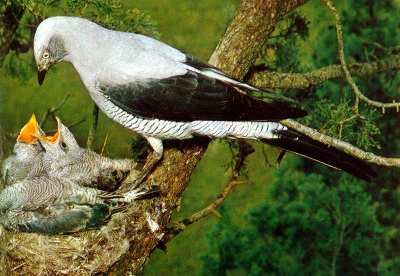 Ground Cuckoo-Shrike.jpg