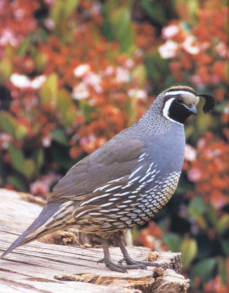 california quail.jpg