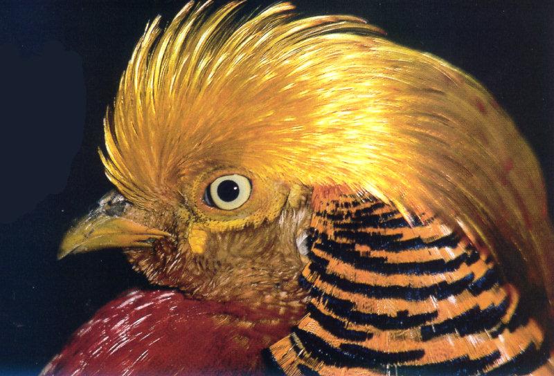 lj Bill Everitt Golden Pheasant-Asia.jpg