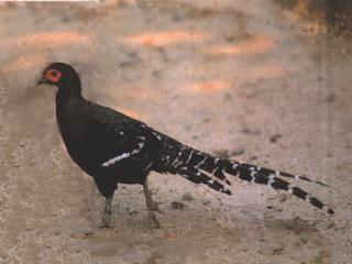 bird078-Mikado Pheasant-walking on ground.jpg