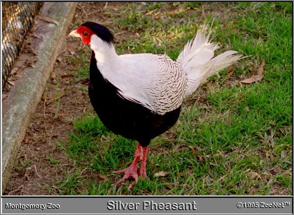Silver pheasant Montgomery Zoo.jpg