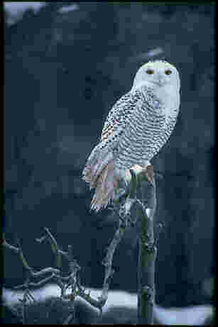 09tunturis Snowy Owl from finland-Perching on branch.jpg