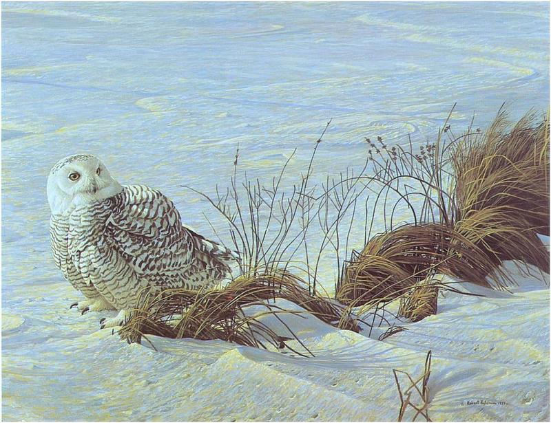 Bateman - Afternoon Glow-Snowy Owl 1977 zw.jpg