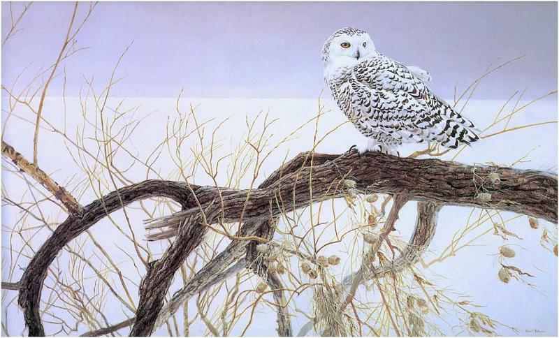 Bateman - Fallen Willow-Snowy Owl 1970 zw.jpg
