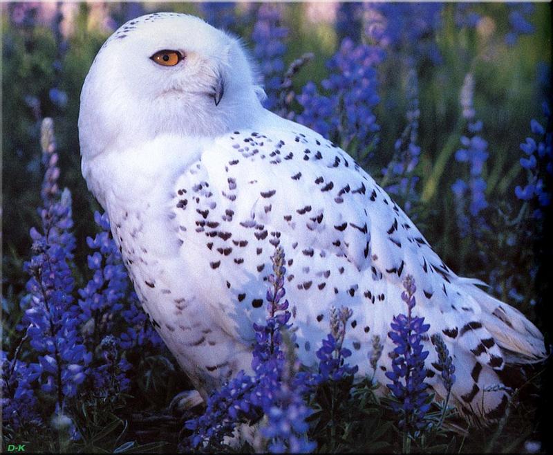 dk 068 Snowy Owl.jpg