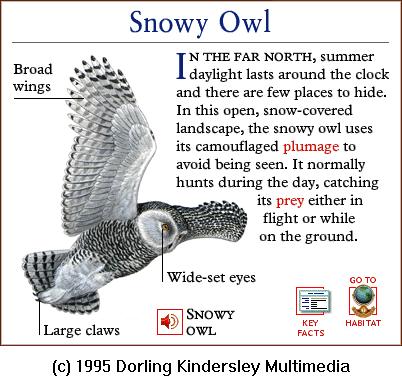 DKMMNature-Bird-Snowy Owl.gif