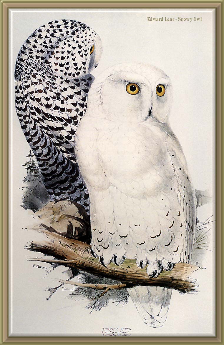 KsW-BI-006-Snowy Owls-painting by Edward Lear.jpg