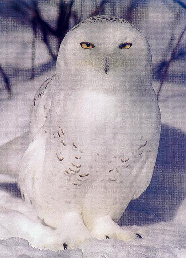 lj Snowy Owl-Manitoba.jpg