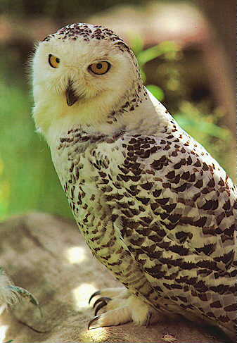 N-Snowy Owl-closeup on rock.jpg