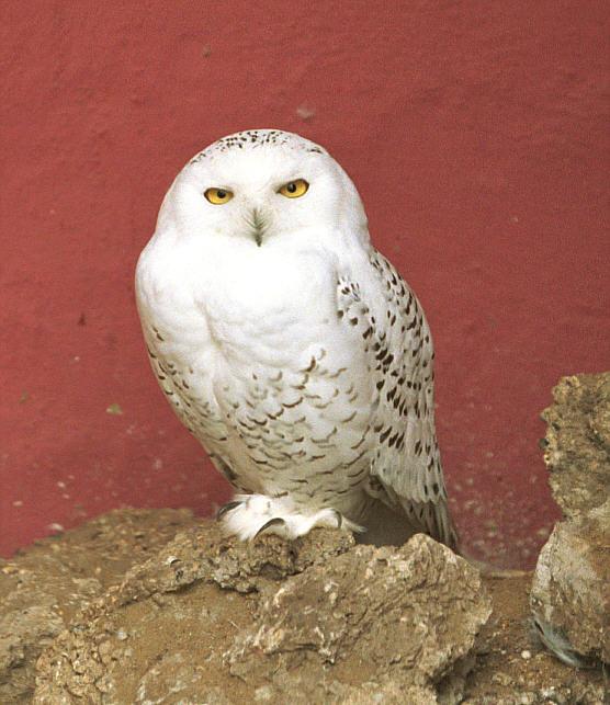 P Snowy Owl.jpg