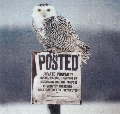 snowy owl-on fence post.jpg