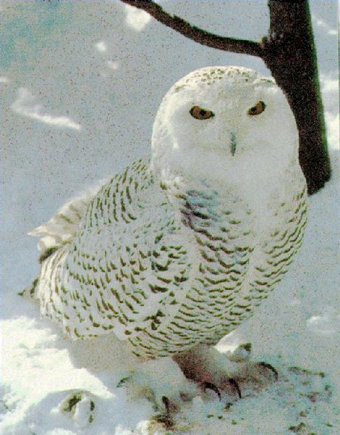 Snowy Owl 01.jpg