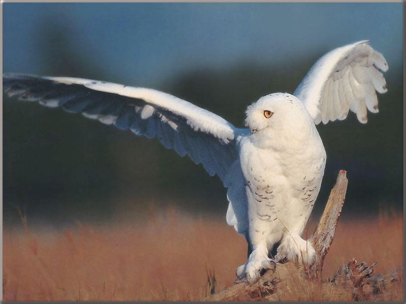 Snowy Owl Wide Wings-Looks Back.jpg