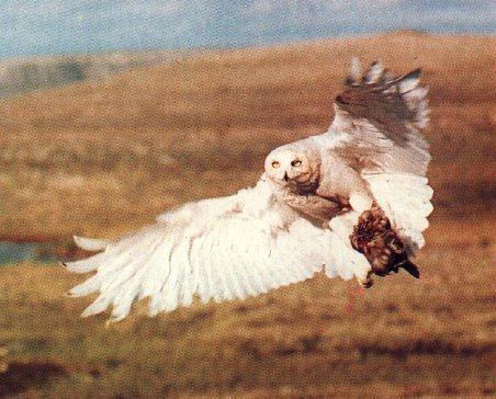 Snowy Owl 7-Coming Home With Prey.jpg