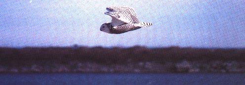 Snowy Owl 8-Flying.jpg
