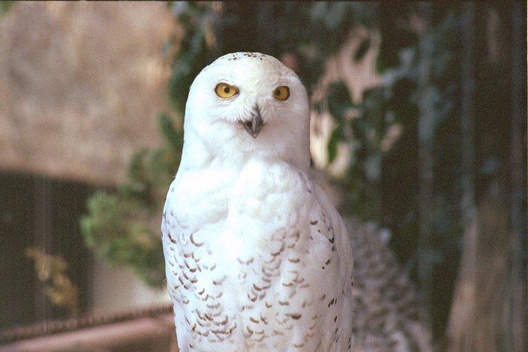 Snowy Owl-Denver Zoo.jpg