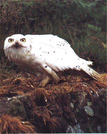 Snowy Owl-Glares.jpg
