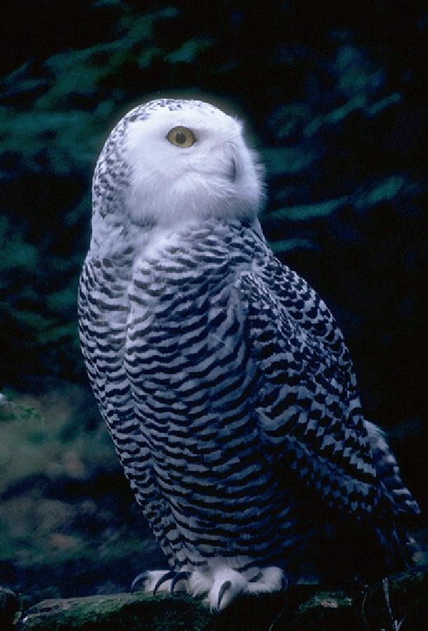 Snowy Owl-Great Talons.jpg
