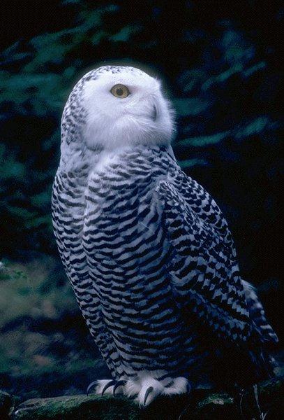Snowy Owl-Looking Back.jpg