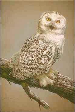 Uggla-Snowy Owl-perching on branch-painting.jpg