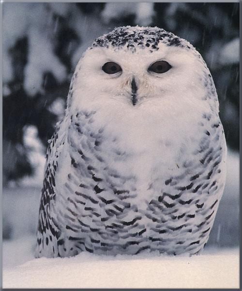 Snowy Owl 01-Sitting in Snow Fall.jpg