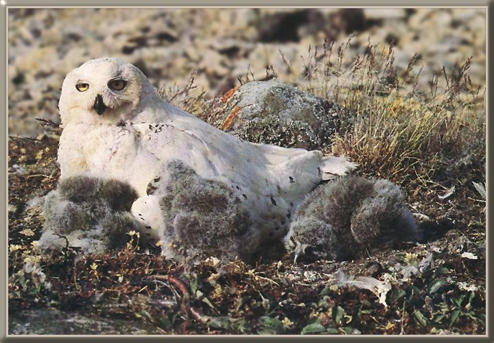 Snowy Owl 02-Mom and Chicks in Nest.jpg
