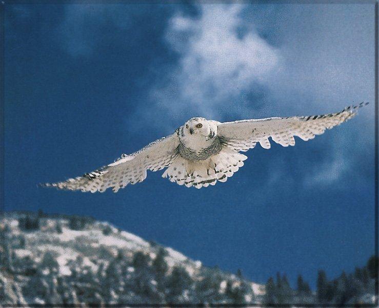Snowy Owl 03-In Full Flight.jpg