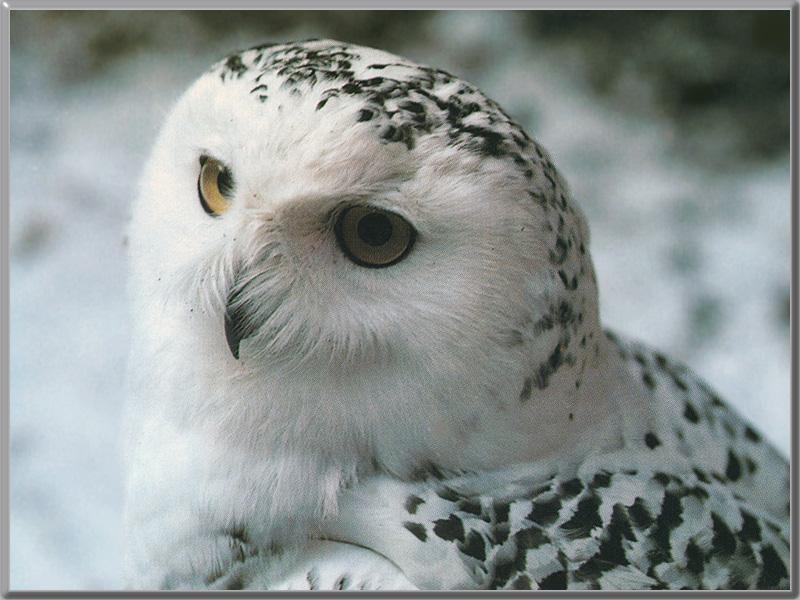 Snowy Owl 04-Face Closeup.jpg