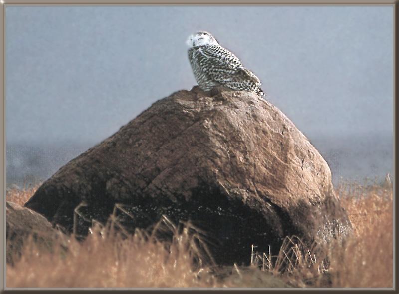 Snowy Owl 05-Looks Back on Rock.jpg