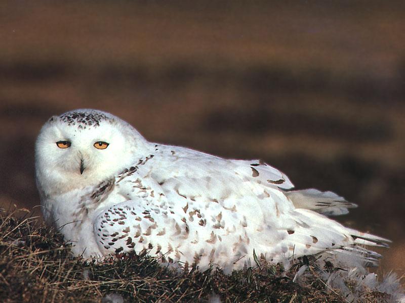 Snowy Owl 06-Sitting on nest.jpg