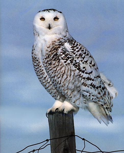 Snowy Owl 07-Sitting on fence log.jpg